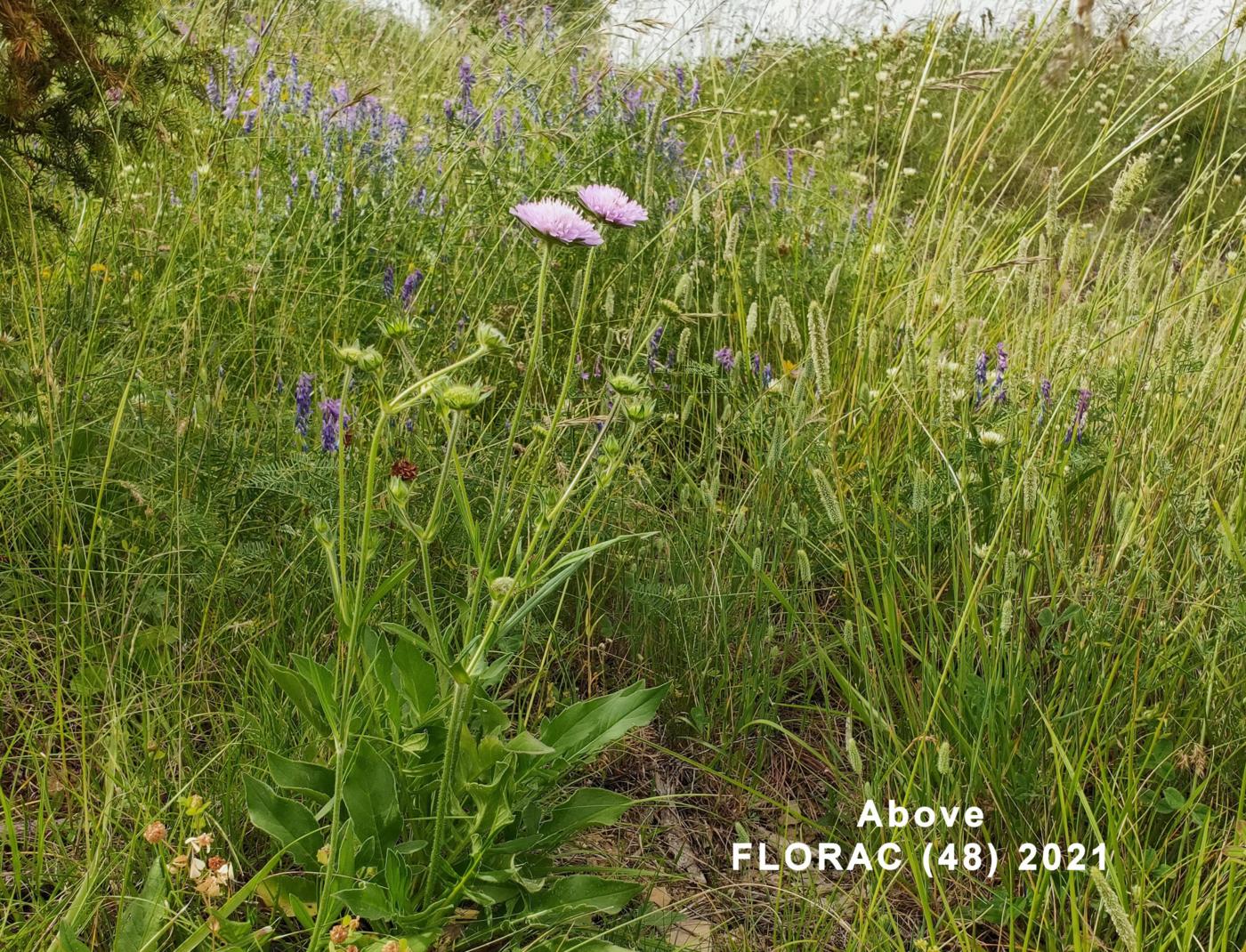 Scabious, Field plant